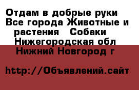 Отдам в добрые руки  - Все города Животные и растения » Собаки   . Нижегородская обл.,Нижний Новгород г.